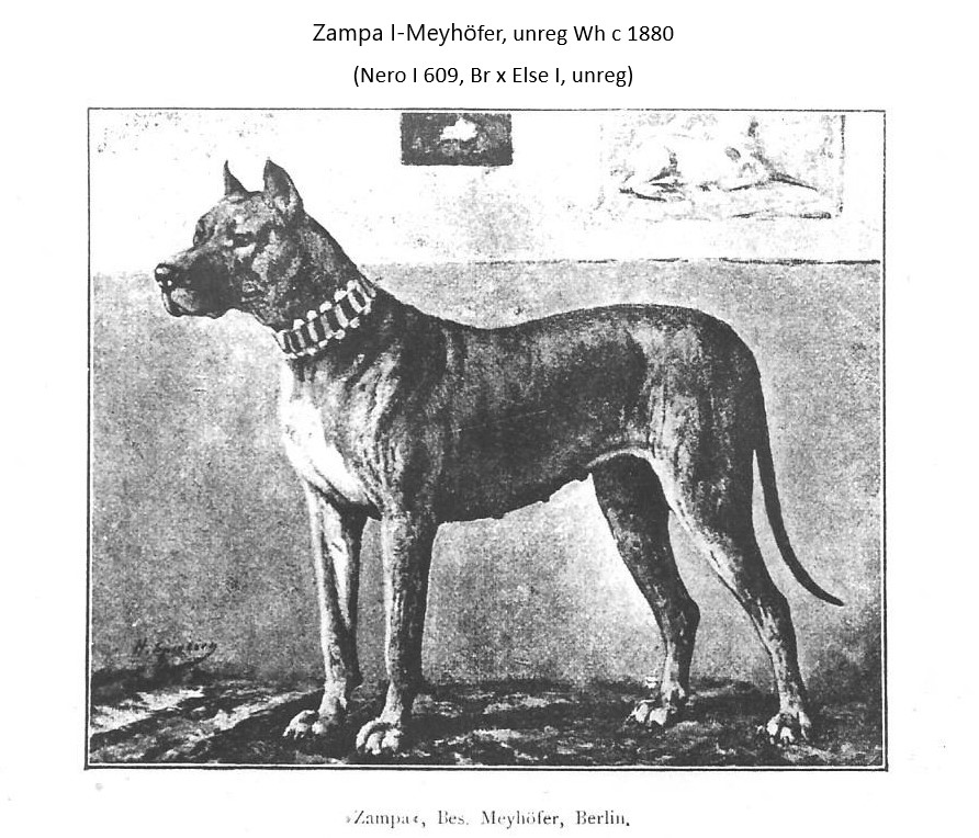 Zampa